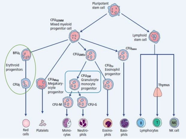 erythropoiesis-16-728